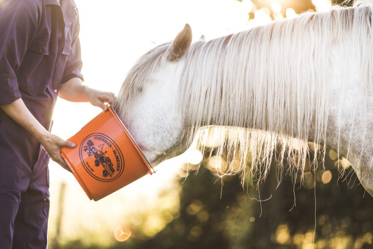 Horse eat out of a orange bucket with voerman nijmegen imprint